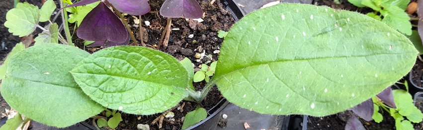 green alkanet small plant