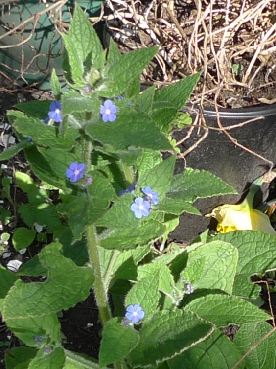 green alkanet