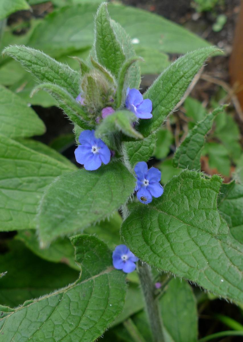 green alkanet Pentaglottis sempevirens