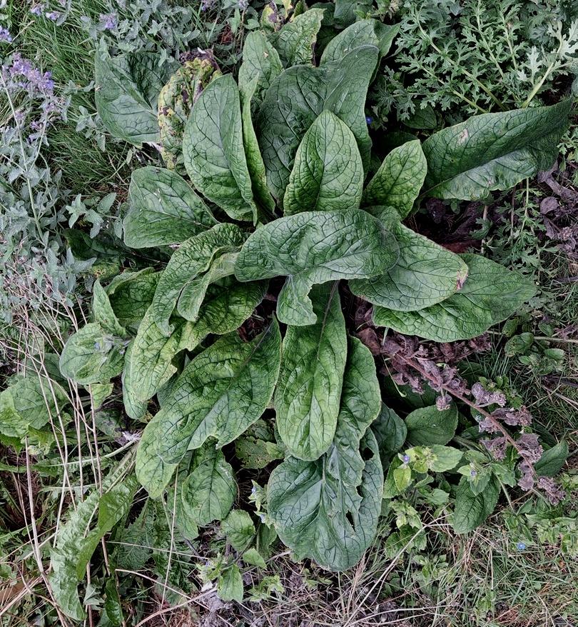 green alkanet pentaglottis sempervirens