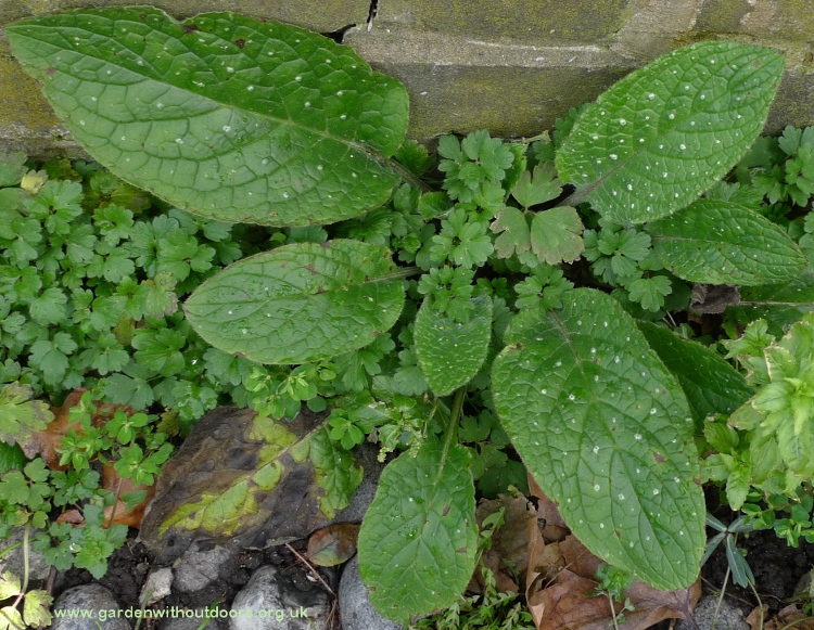 green alkanet Pentaglottis sempervirens