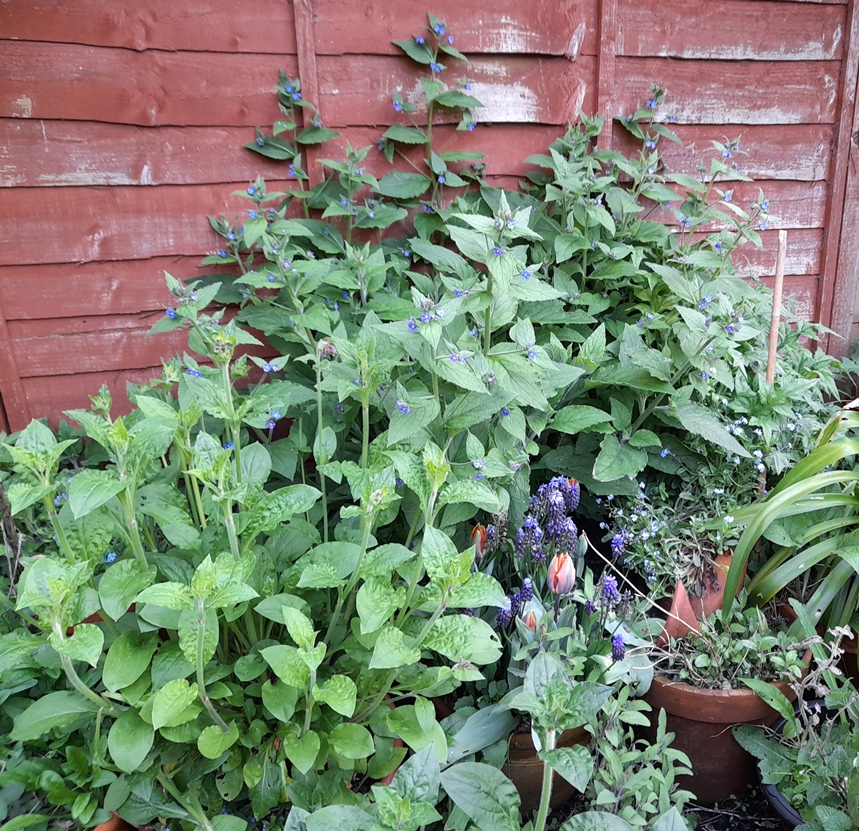 red campion green alkanet