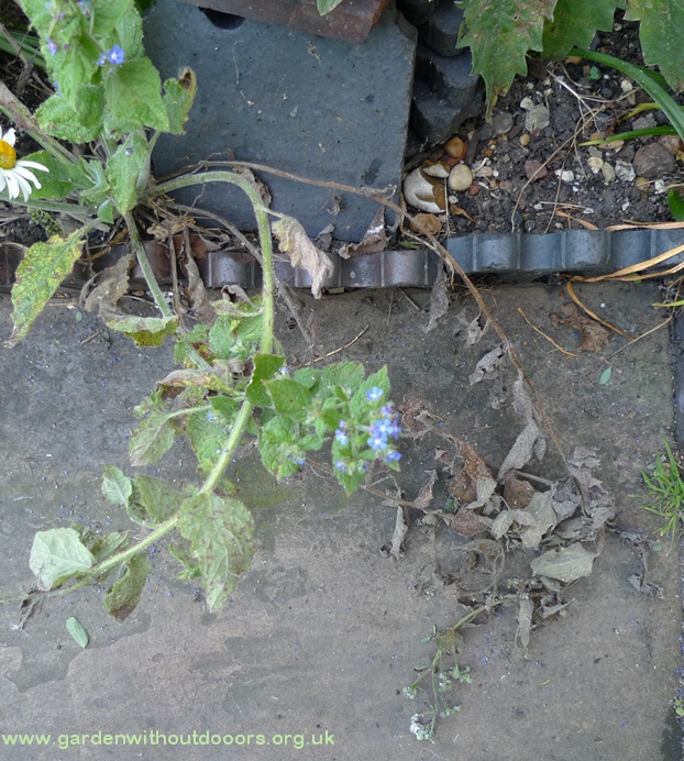 green alkanet dying back
