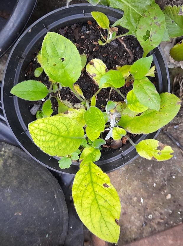 green alkanet red campion 