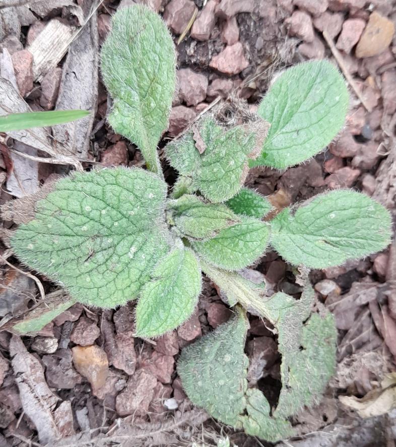 green alkanet