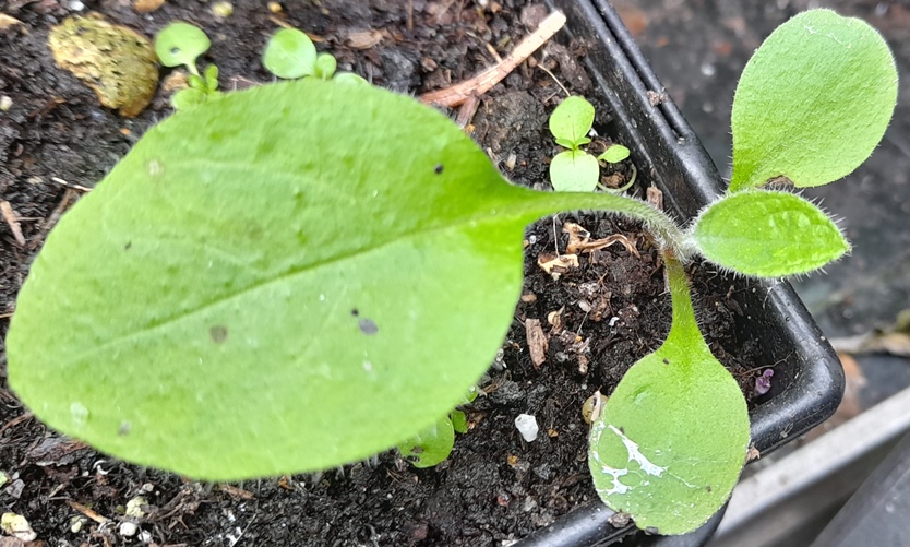 green alkanet seedling