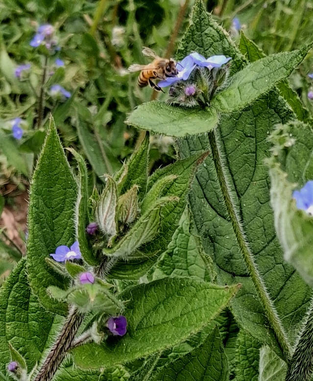 green alkanet with bee