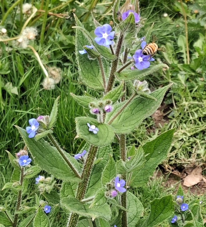 green alkanet with bee