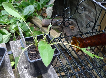 green wizard rudbeckia