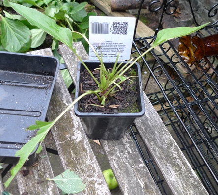 green wizard rudbeckia