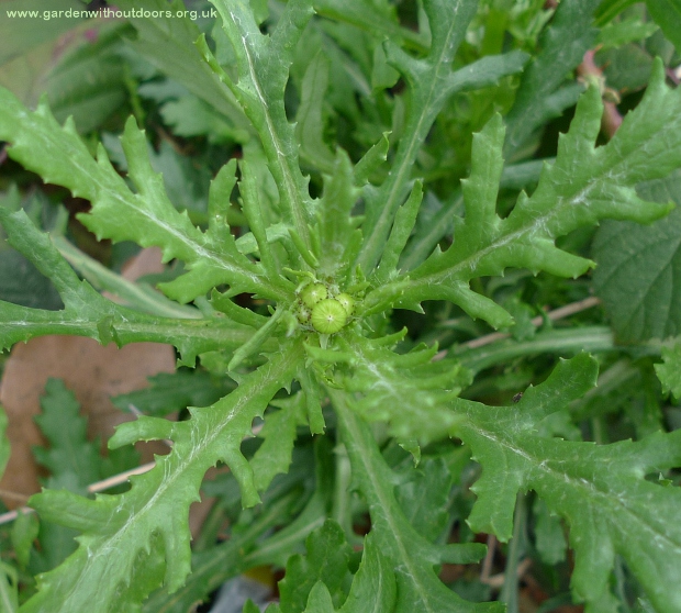 groundsel