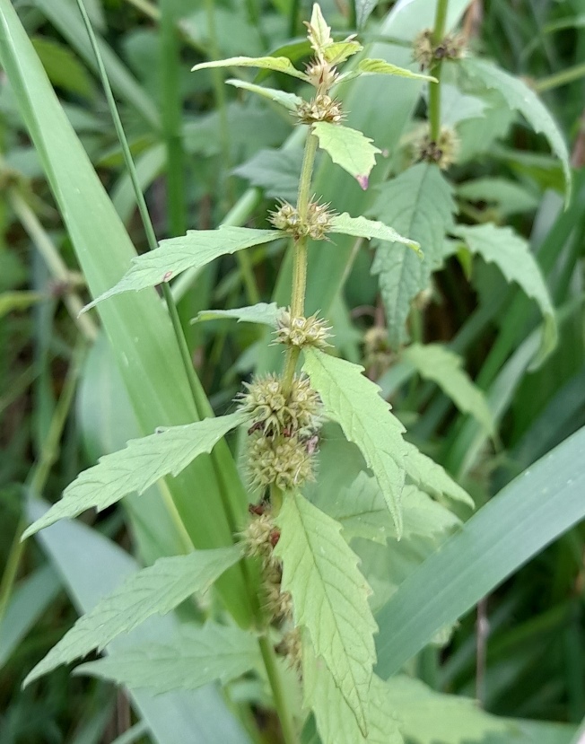 gypsywort Lycopus europaeus