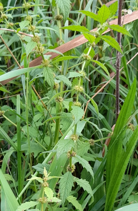 gypsywort  Lycopus europaeus