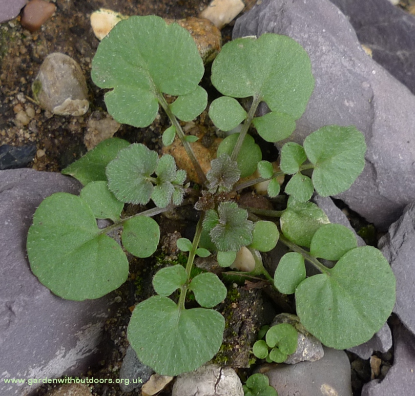 hairy bittercress rosette