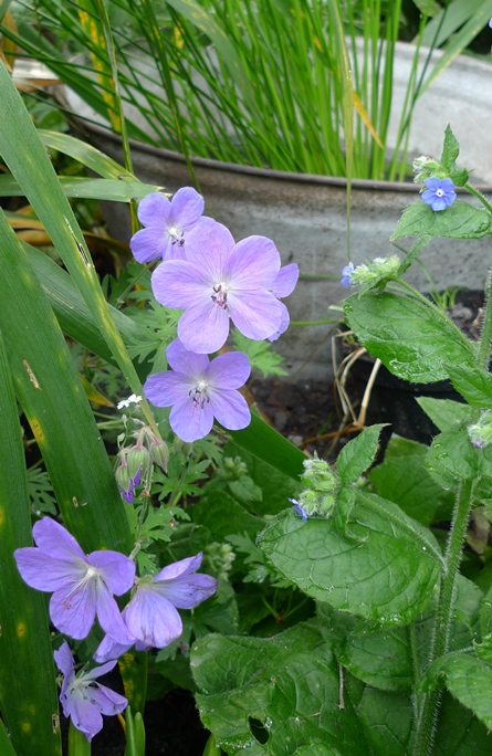 hardy geranium
