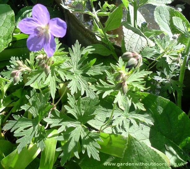 hardy geranium