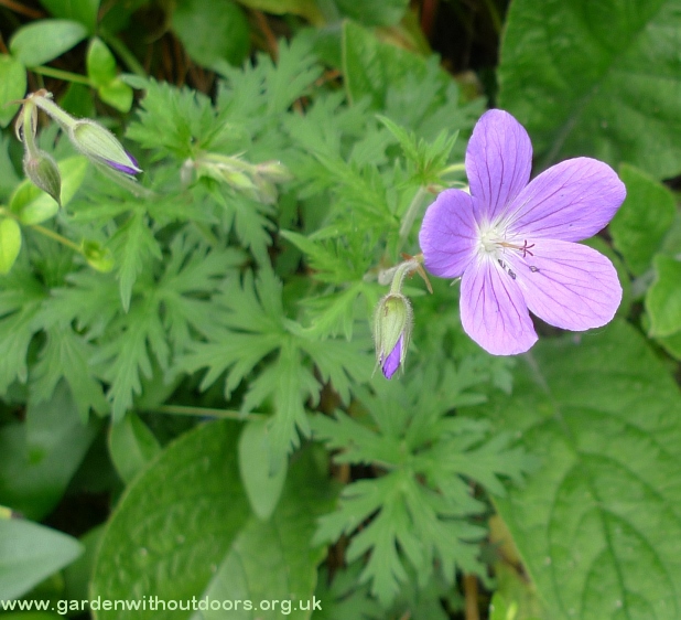 hardy geranium