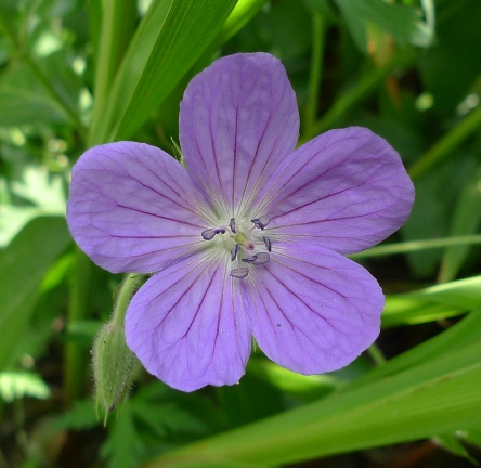 hardy geranium