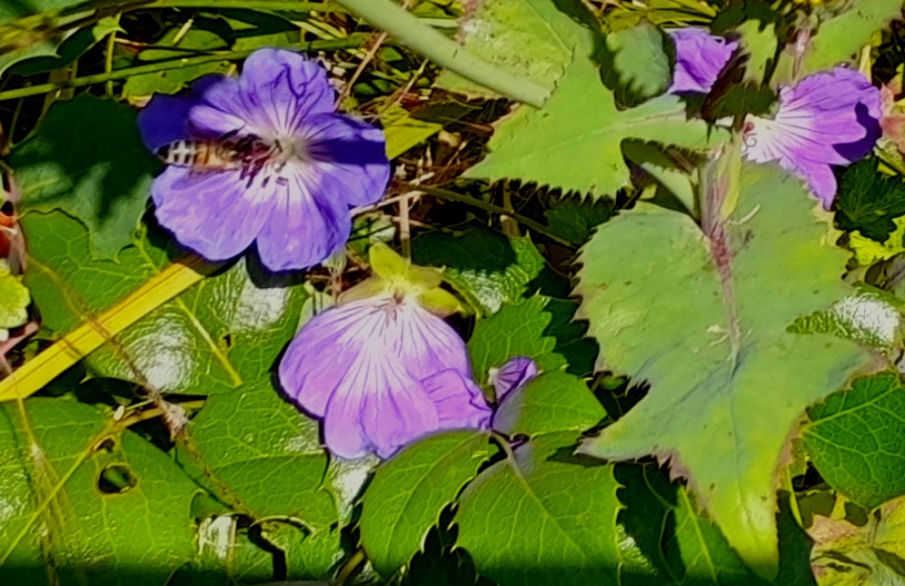 hardy geranium with bee
