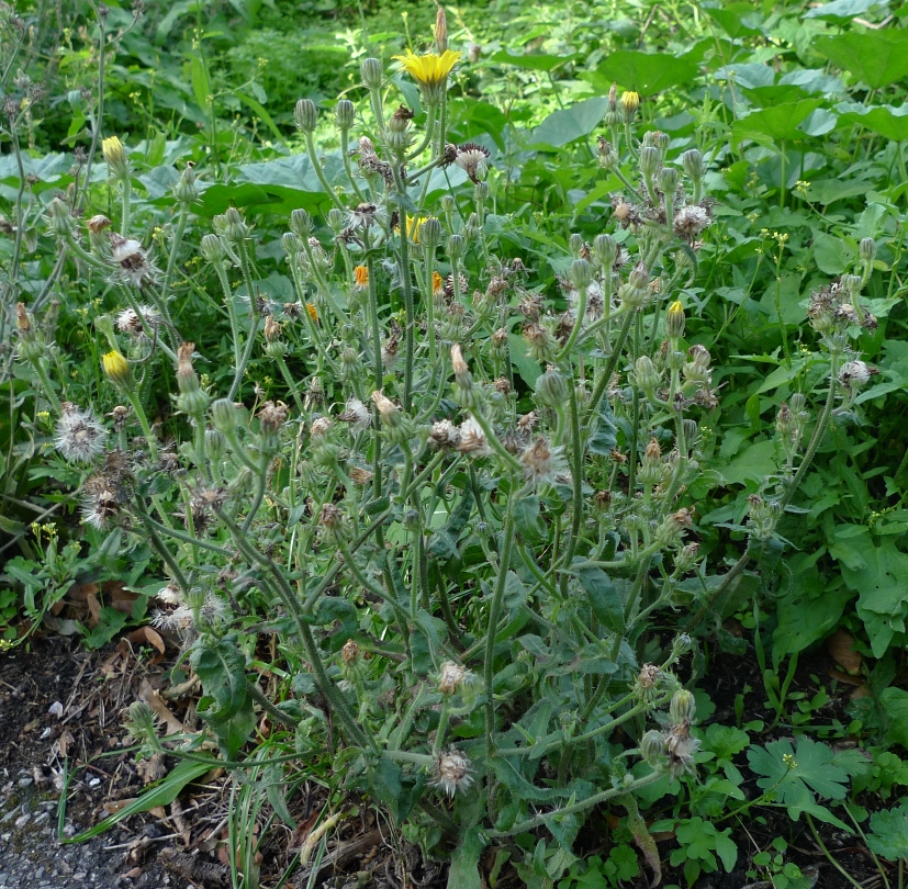 hawkweed ox-tongue