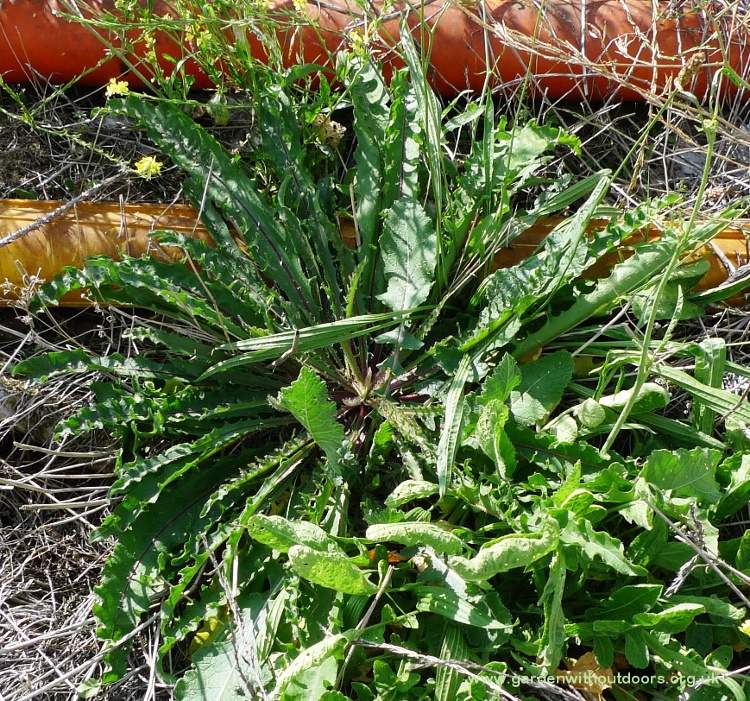 hawkweed oxtongue railway line