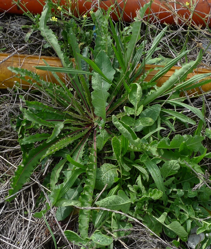 hawkweed ox-tongue