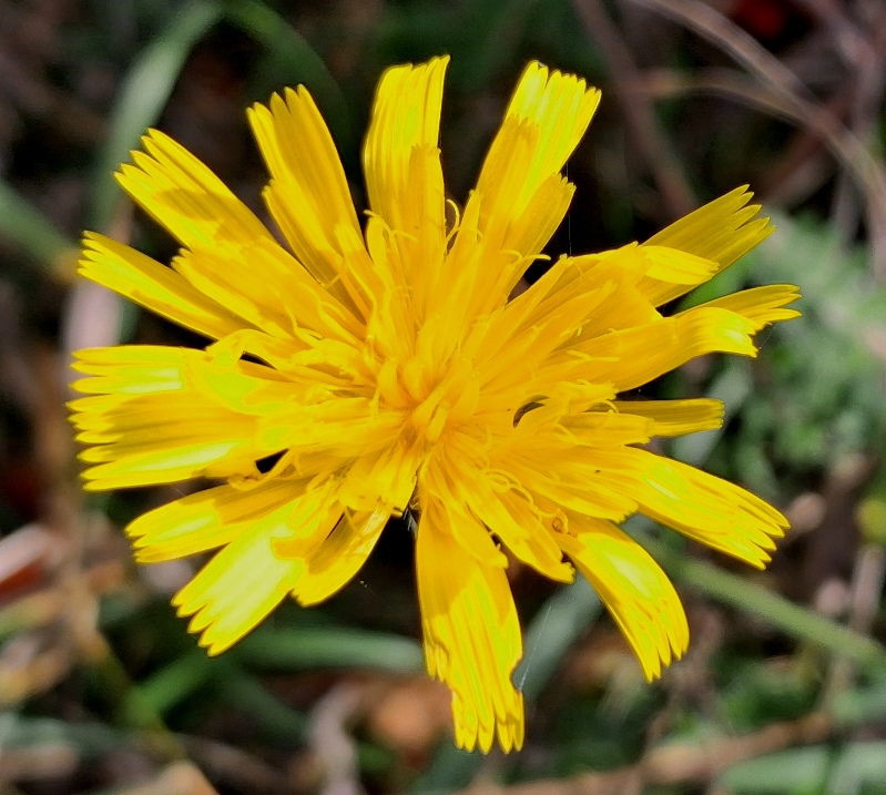 hawkweed oxtongue