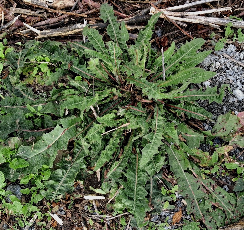 hawkweed oxtongue rosette