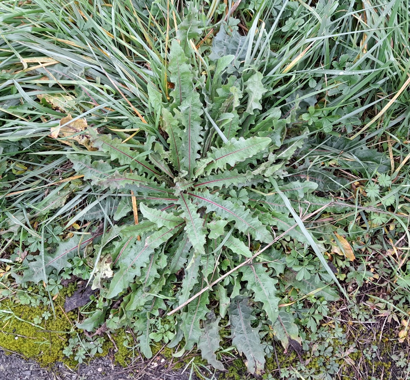 hawkweed oxtongue Rainham Marshes