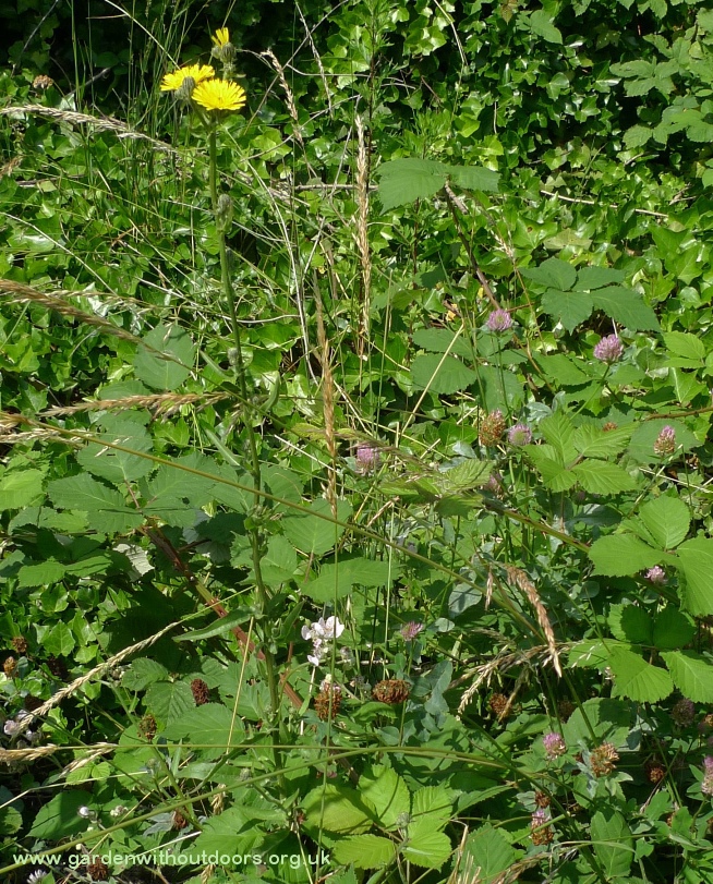 hawkweed oxtongue