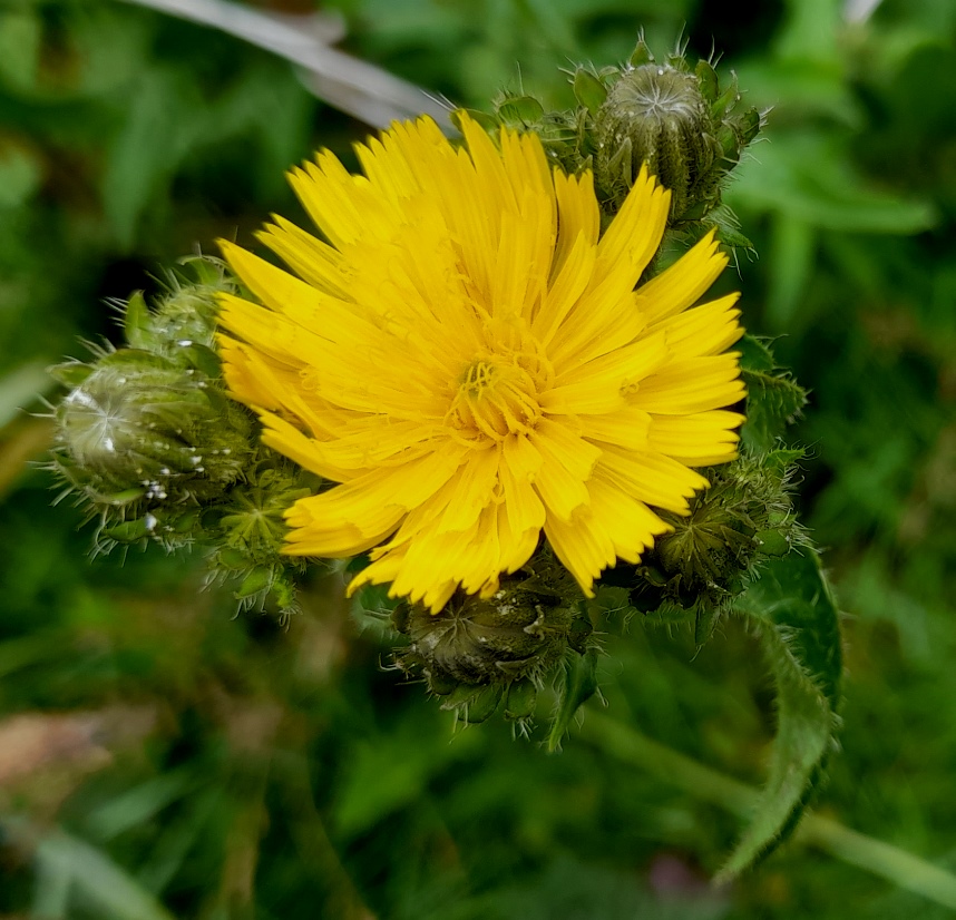 hawkweed oxtongue Picris hieracioides