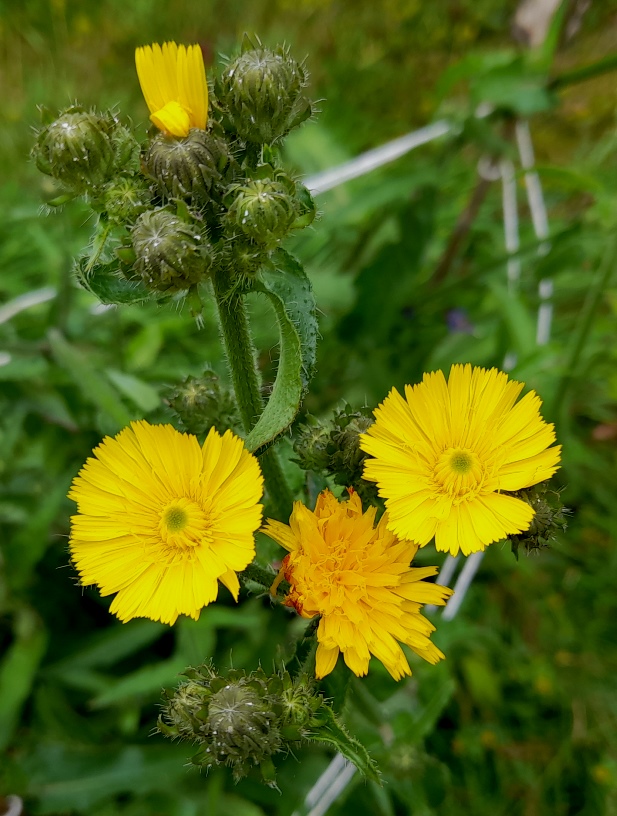 hawkweed oxtongue Picris hieracioides