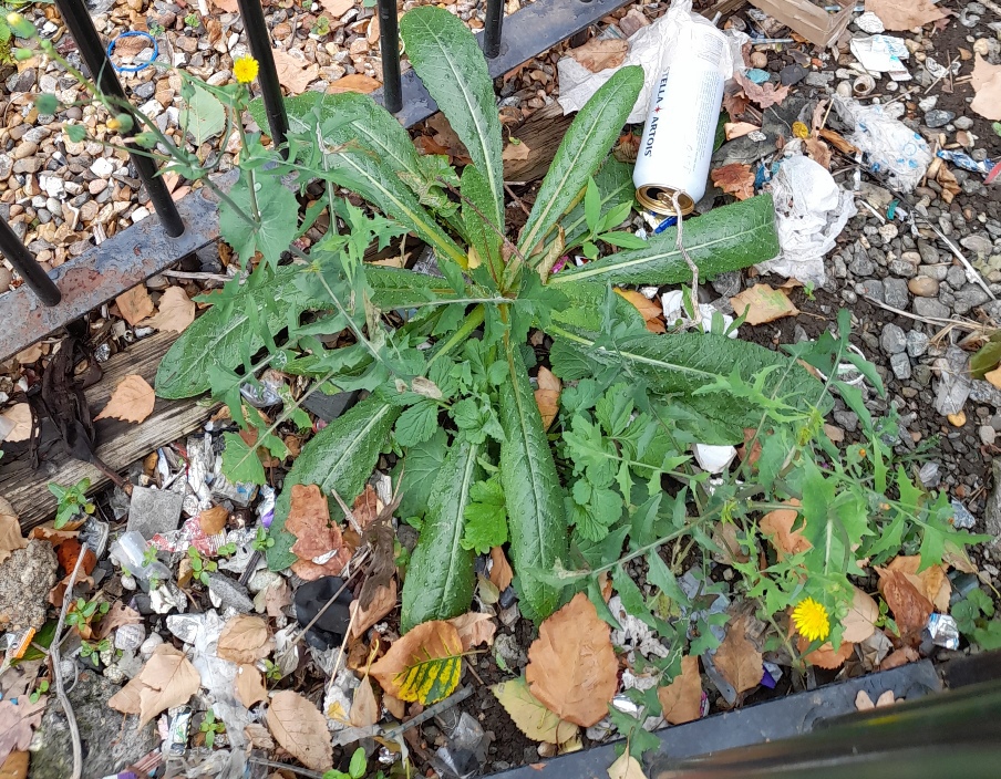 hawkweed oxtongue rosette Picris hieracioides