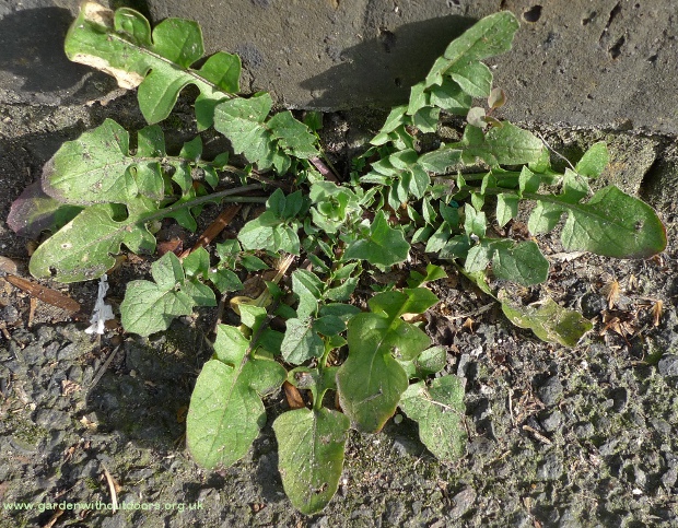eastern rocket initial basal rosette sisymbrium orientale