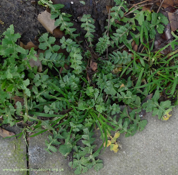 hedge mustard rosette