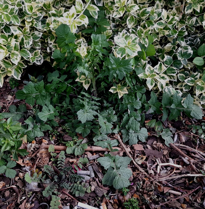 hedge mustard sisymbrium officinale