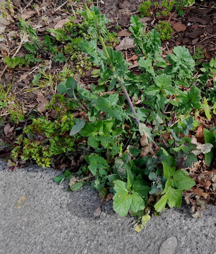 hedge mustard sisymbrium officinale