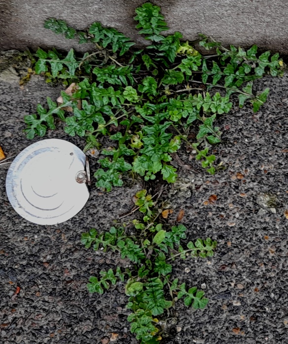 hedge mustard Sisymbrium officinale 