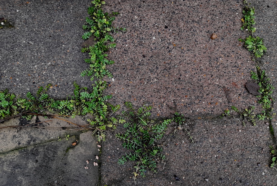 hedge mustard sisymbrium officinale