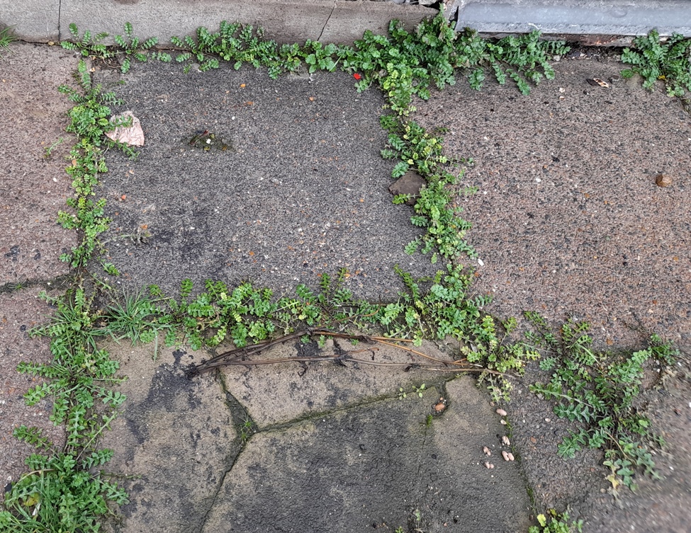hedge mustard sisymbrium officinale
