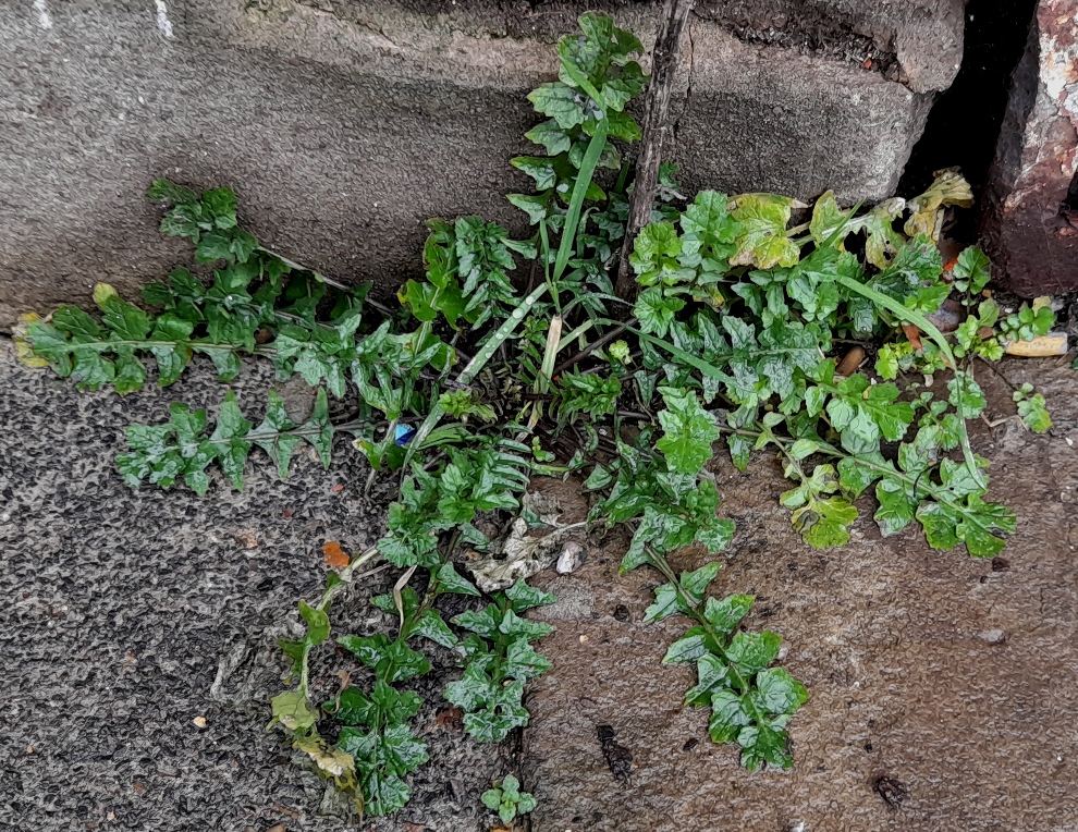 hedge mustard sisymbrium officinale