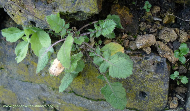 weeds growing in wall