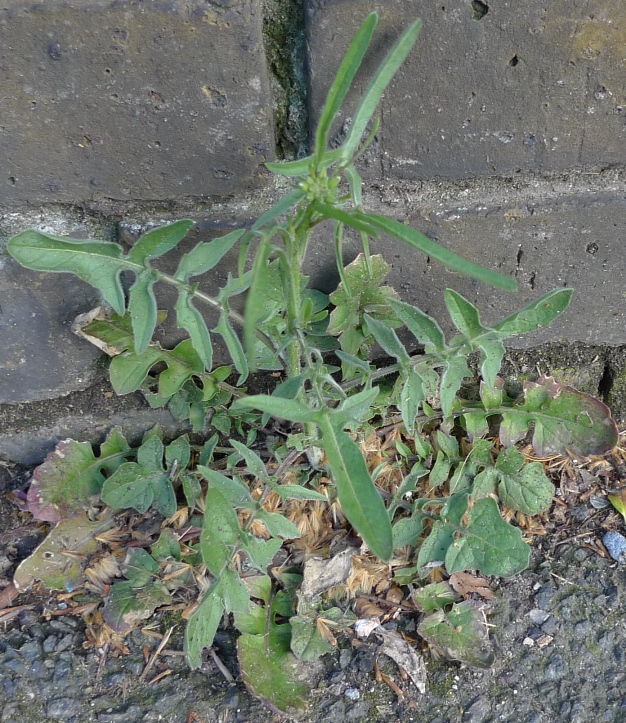 eastern rocket sisymbrium orientale 