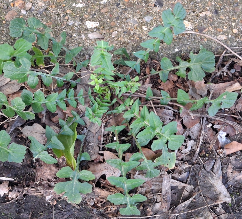 hedge mustard rosette
