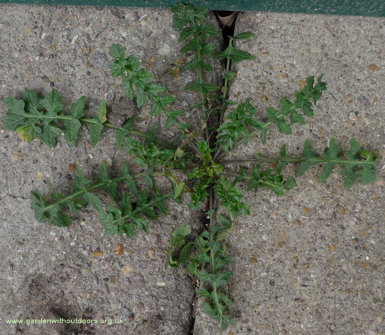 hedge mustard rosette
