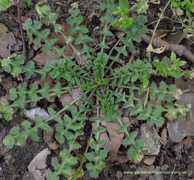 hedge mustard Sisymbrium officinale