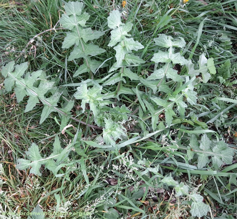 hedge mustard Sisymbrium officinale