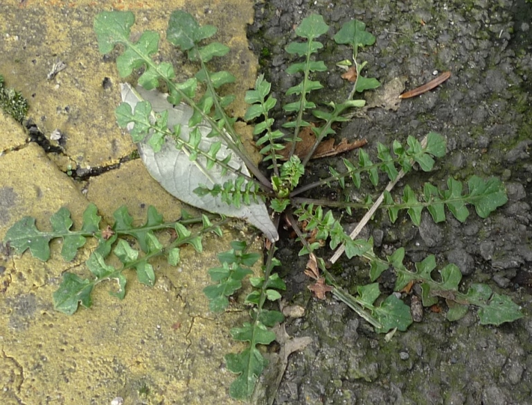hedge mustard sisymbrium officinale rosette