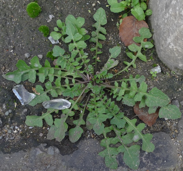hedge mustard sisymbrium officinale rosette
