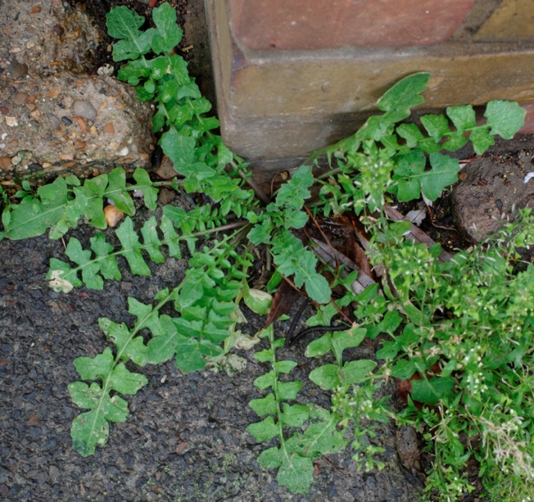 hedge mustard rosette